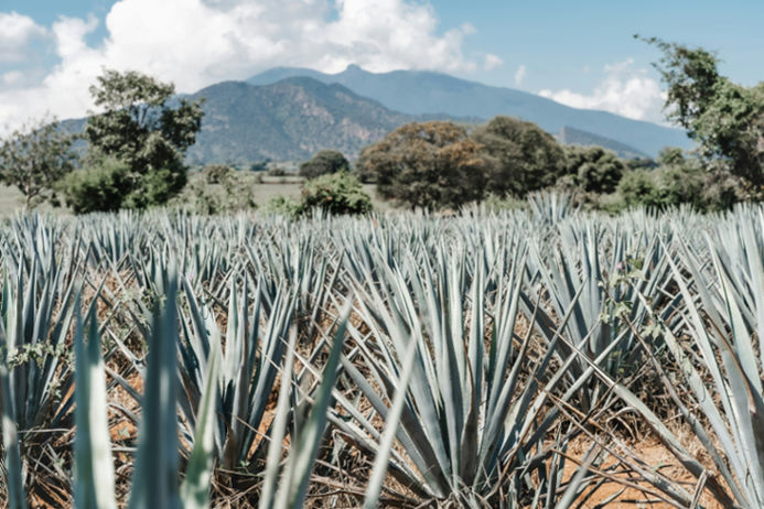 Everything You Need to Know About 100% Blue Agave Tequila