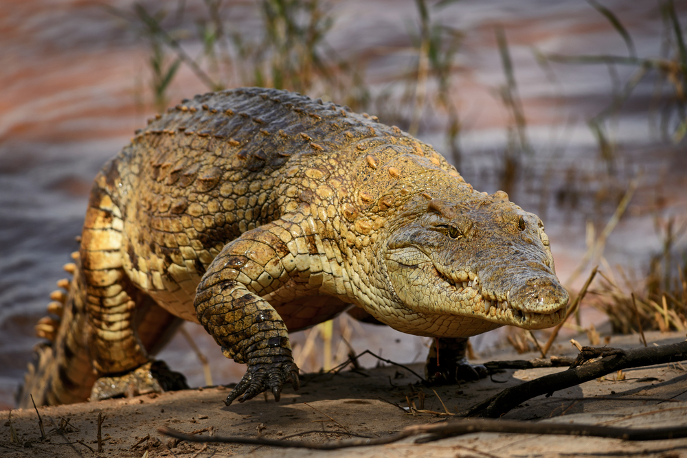 Crocodiles Hunting In Africa | Crocodile Hunting Safaris