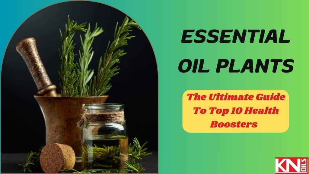 Essential Oil Plants: The Ultimate Guide To Top 10 Health Boosters - Pure Natural Essential Oil, Manufacturer, Wholesaler & Supplier in India- Kanha Nature Oils