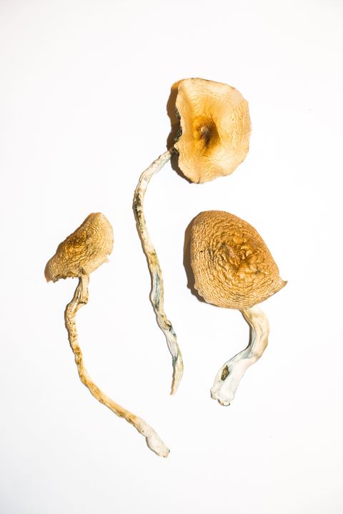 Buy Golden Teachers Magic Mushrooms Online | Magic Mushroom Dispensary