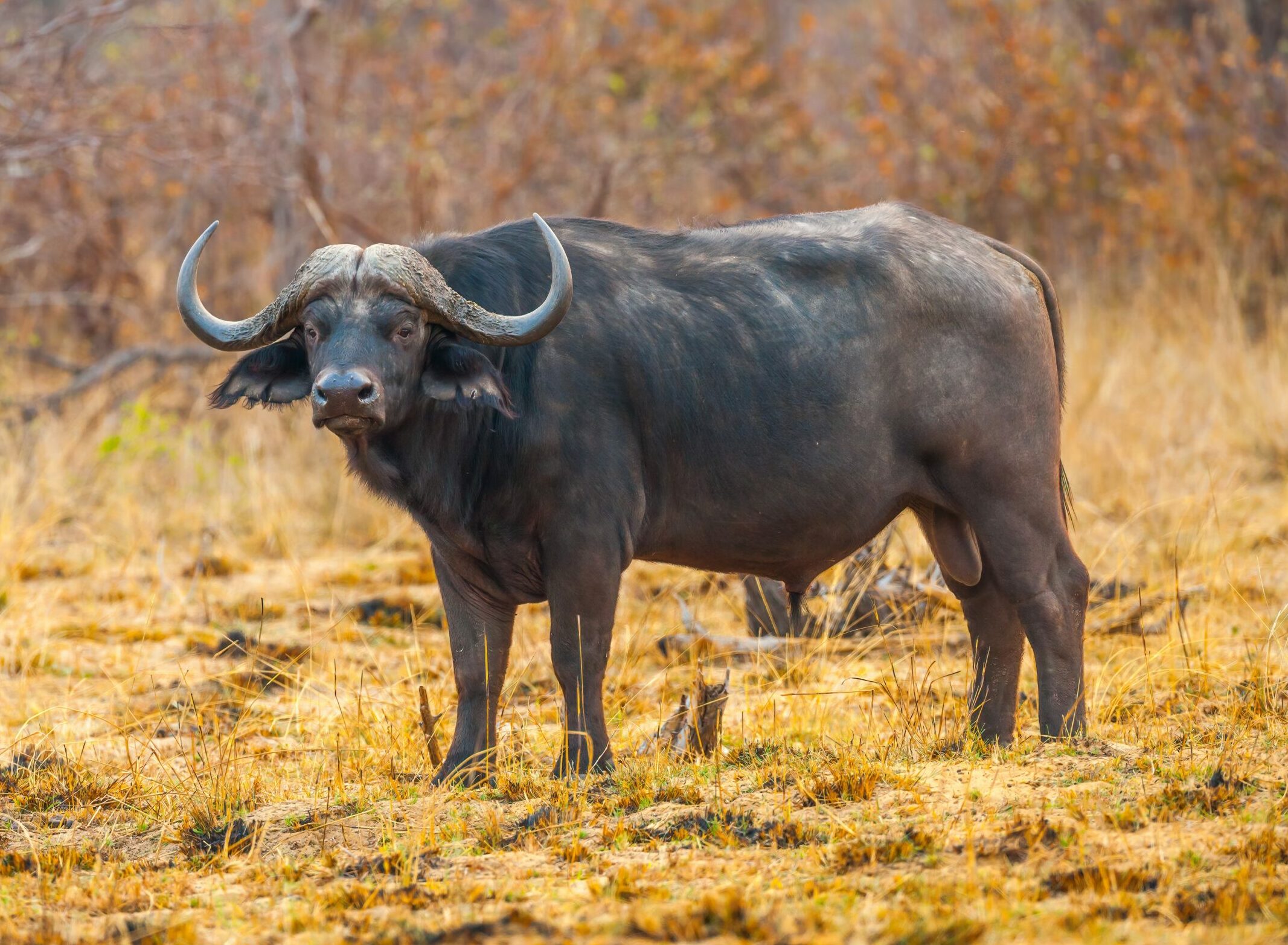 cape buffalo hunts