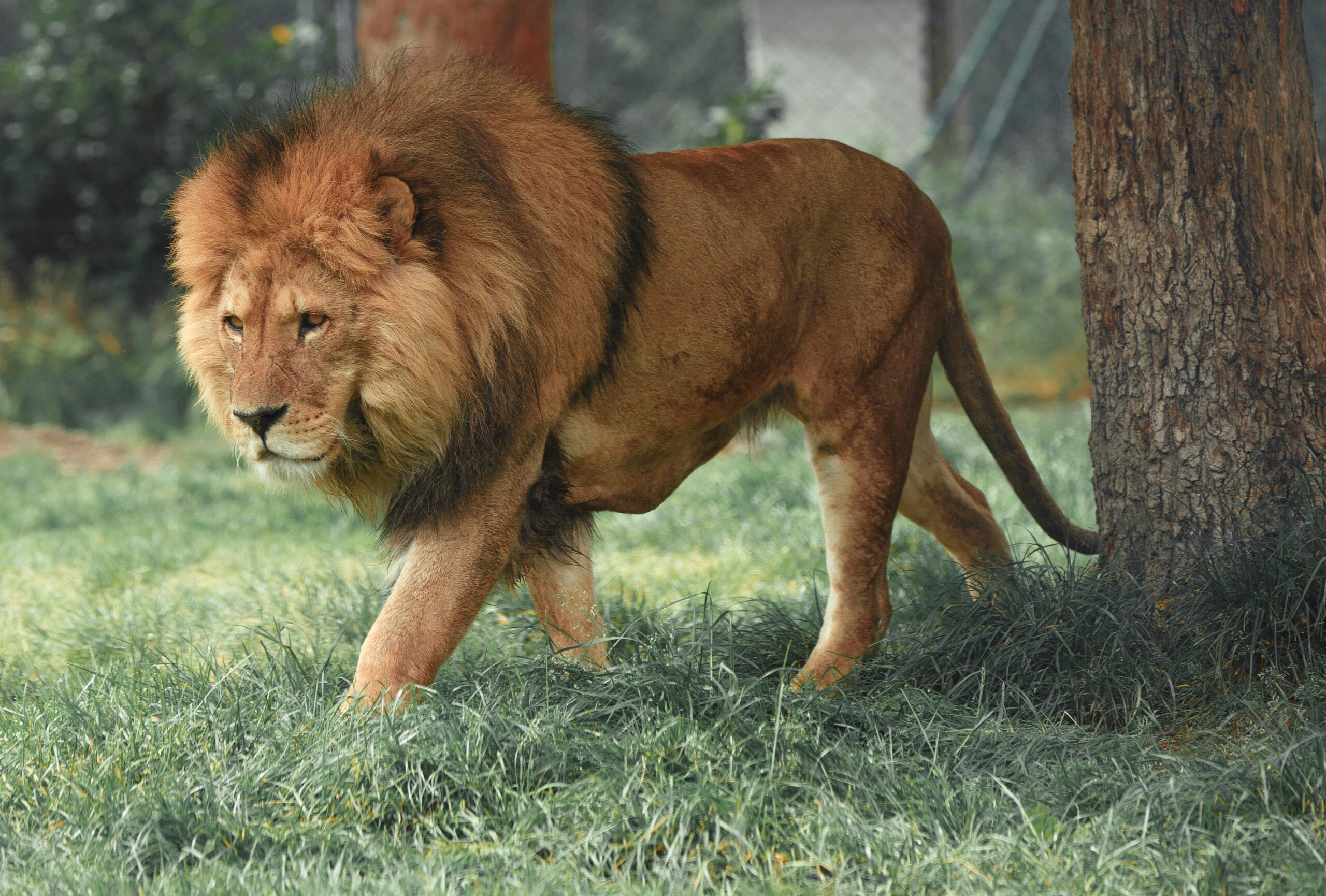 Lion hunting Africa