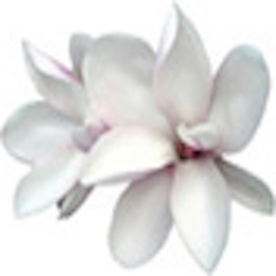 A Course in Miracles Online Study Resources for ACIM Teachers and Students