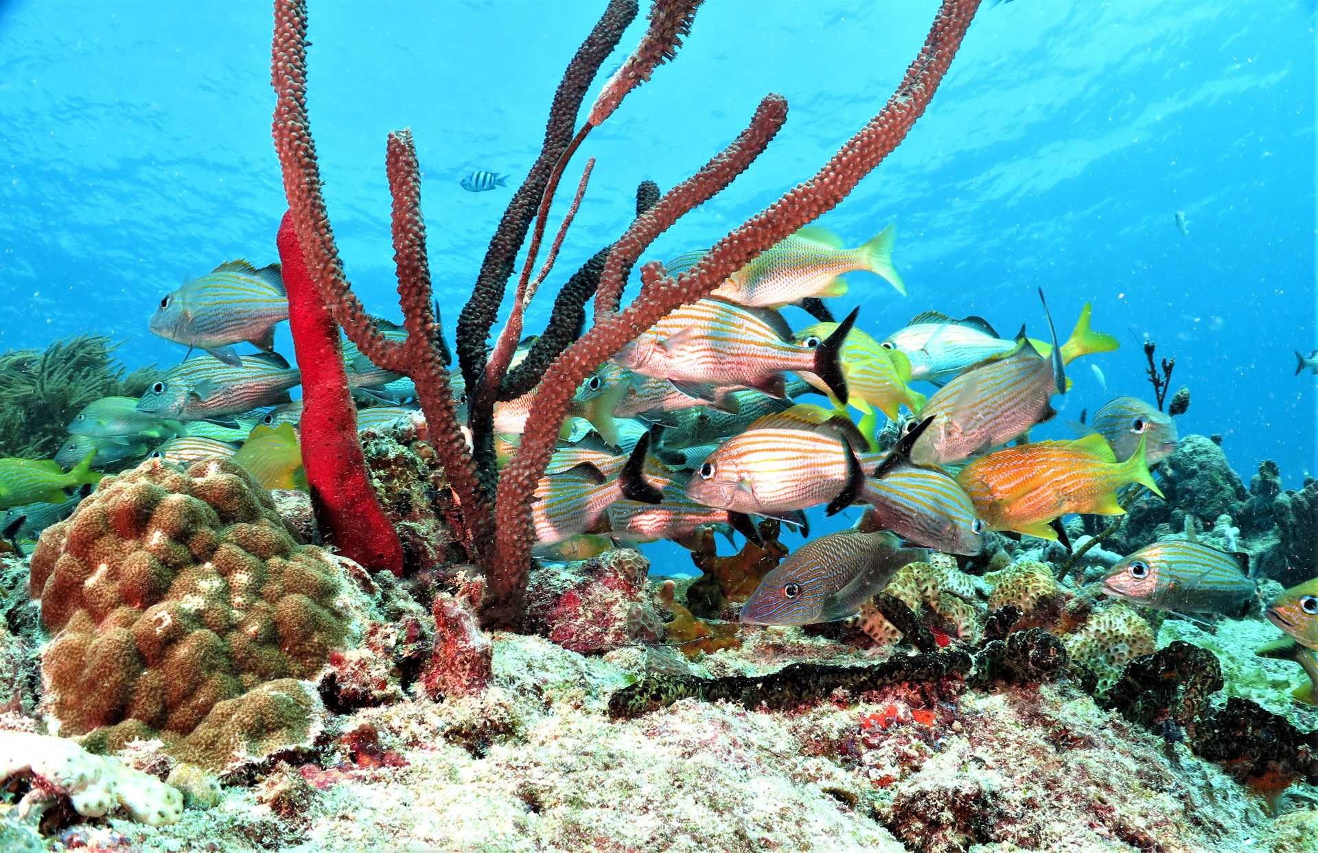 Pluto Dive | Scuba diving services in Mexico