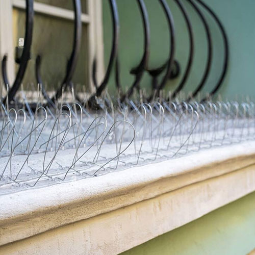 Bird Spikes Installation in Toronto & Scarborough ON