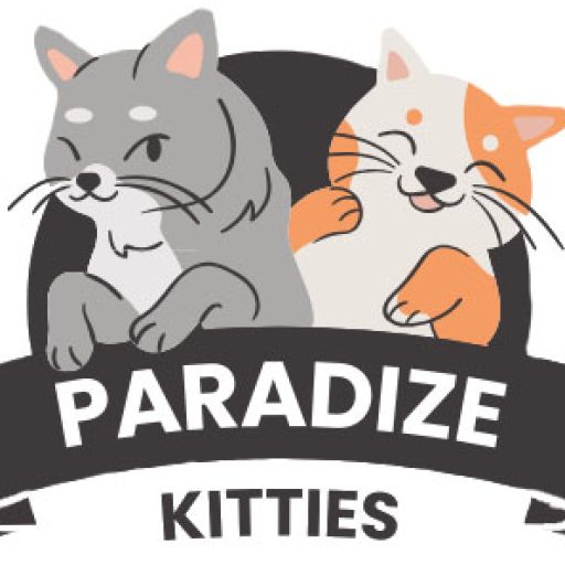 kittens for sale | Ragdoll kittens | munchkin kittens cat for sale