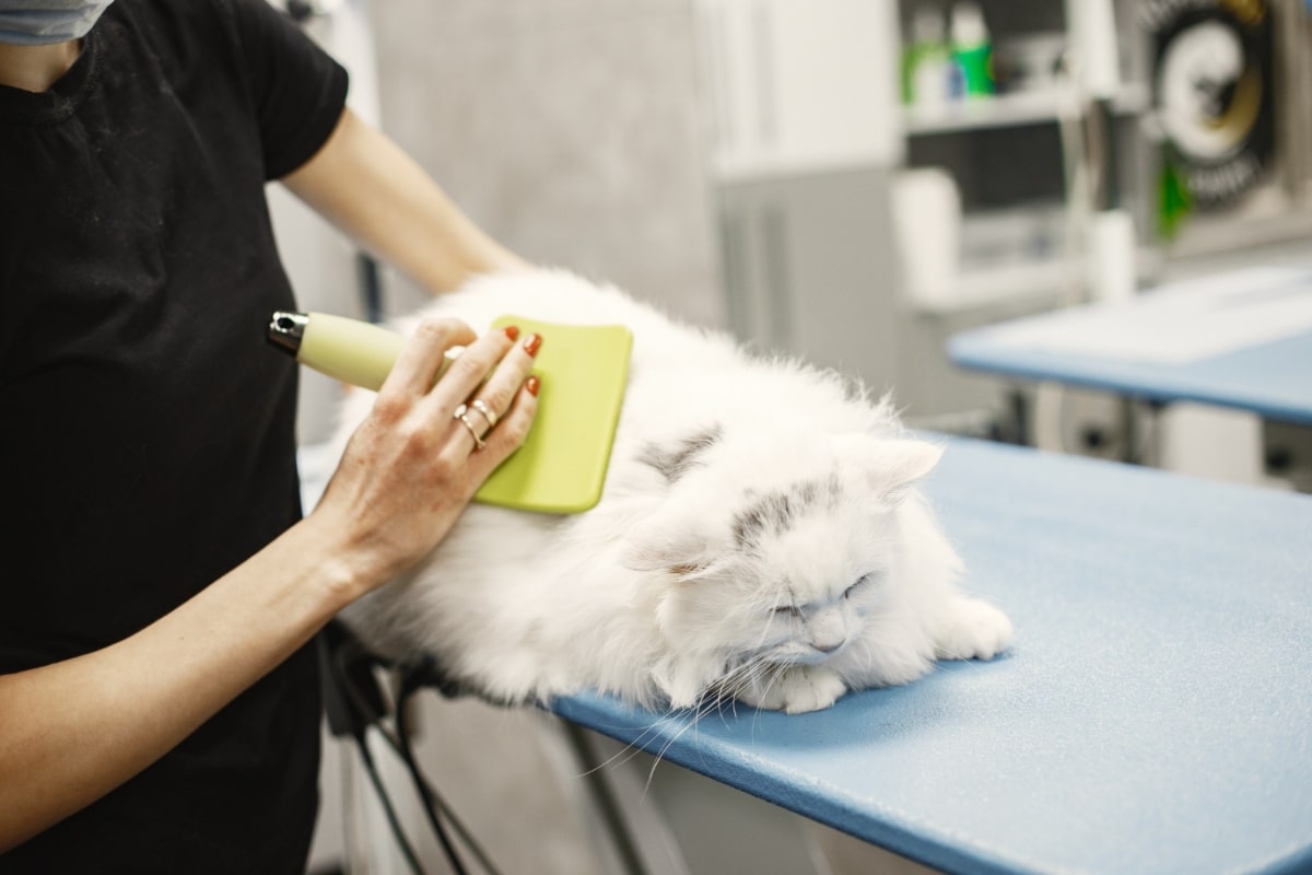 Pet (Cat & Dog) Grooming Center Doha, Qatar