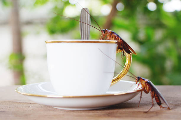 Best Pest Control Service in Toronto