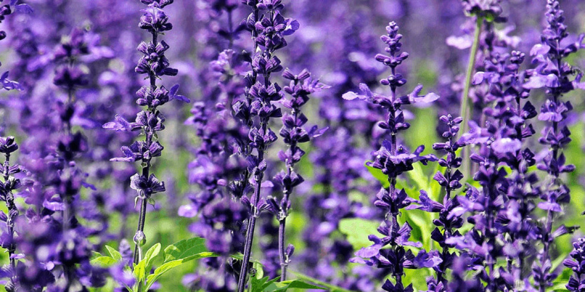 Rockford Funeral Homes: Honoring Loved Ones in the Belvidere Community