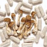 mushroom strains
