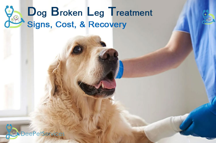 Dog Broken Leg - Get Best Advice and Treatment by Dr. Deepak